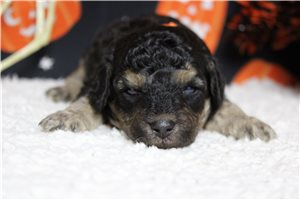 Rich - Miniature Poodle for sale