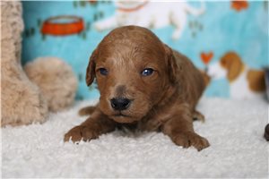 Higgins - Poodle, Miniature for sale