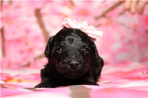 Miranda - puppy for sale