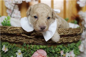 River - Poodle, Miniature for sale