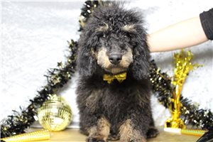 Spencer - Poodle, Miniature for sale