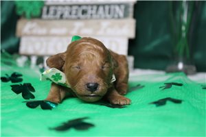 Heath - puppy for sale