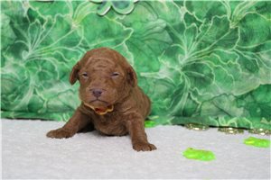 Hank - Poodle, Miniature for sale