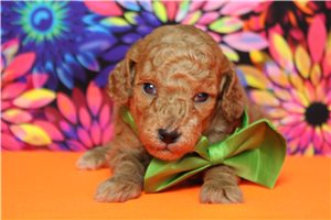 Hercules - Poodle, Miniature for sale