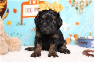 Gadget - Poodle, Miniature for sale