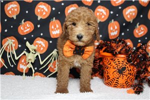 Higgins - Miniature Poodle for sale