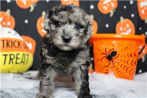 Lucas - puppy for sale