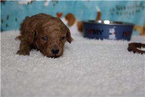 Hercules - Poodle, Miniature for sale
