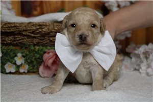 Rhett - Poodle, Miniature for sale