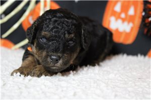 Ronnie - Miniature Poodle for sale