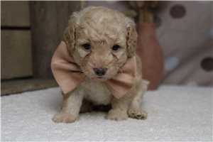 River - Poodle, Miniature for sale