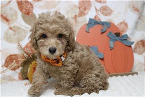 Logan - puppy for sale