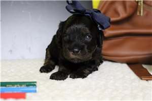 Gloria - Poodle, Miniature for sale