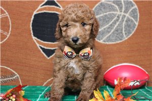 Higgins - Miniature Poodle for sale