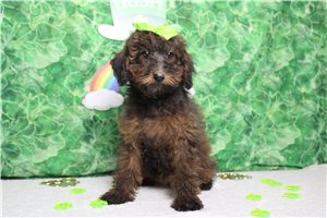 Rhianna - Poodle, Miniature for sale