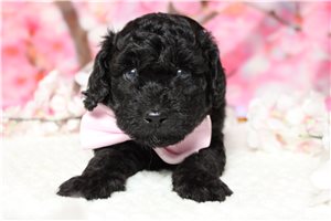 Ryder - Poodle, Miniature for sale