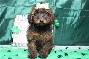 Rhianna - Poodle, Miniature for sale