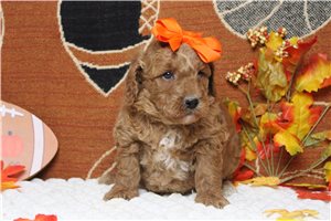 DeeDee - puppy for sale