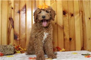 Debby - puppy for sale