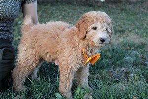 Dargo - Poodle, Standard for sale