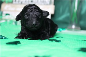 Gemma - puppy for sale