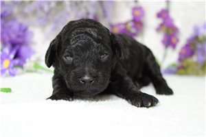 Gohan - puppy for sale