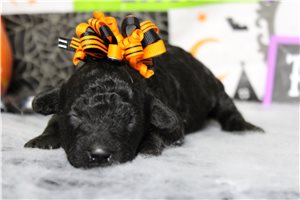 Rhea - Miniature Poodle for sale