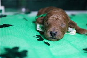 Garrett - puppy for sale