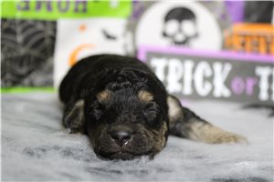 Rich - Miniature Poodle for sale
