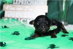 Gonzo - Toy Poodle for sale