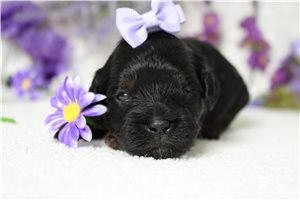 Gadget - puppy for sale