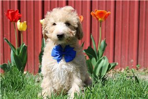 McKellan - puppy for sale