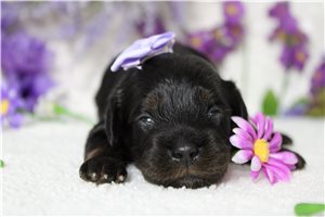 Gloria - puppy for sale