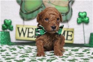 Garrett - Poodle, Toy for sale
