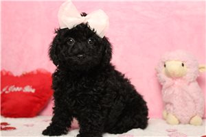 Reba - puppy for sale