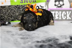 Rosa - Miniature Poodle for sale