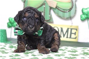 Gonzo - Poodle, Toy for sale