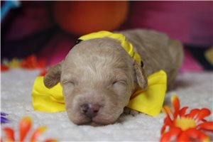 Rhett - Poodle, Miniature for sale
