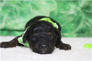 Gonzo - Poodle, Toy for sale