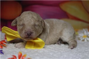 River - Poodle, Miniature for sale
