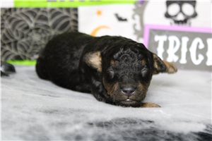 Ronnie - Miniature Poodle for sale