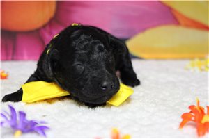 Ryder - puppy for sale