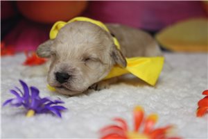 Ronald - puppy for sale