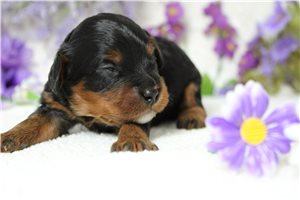 Georgie - Poodle, Miniature for sale