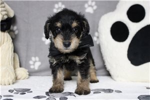 Silas - Schnoodle for sale