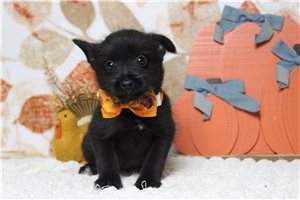 Parka - Schnoodle for sale