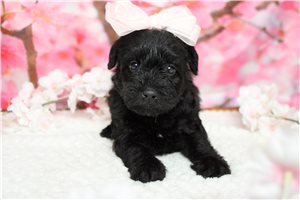 Stella - Schnoodle for sale