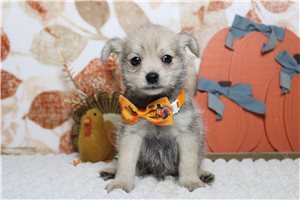 Parley - Schnoodle for sale