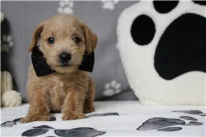 Samuel - Schnoodle for sale