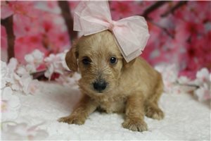 Scarlett - Schnoodle for sale